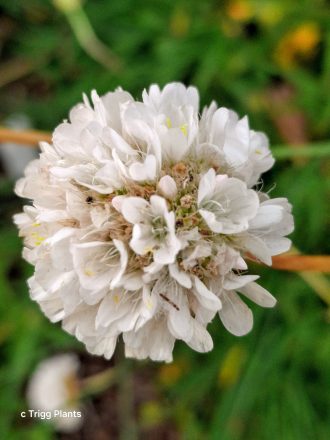 Armeria alliacea perennial plant