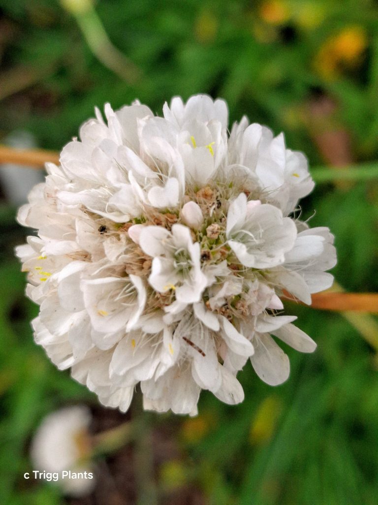 Armeria alliacea perennial plant