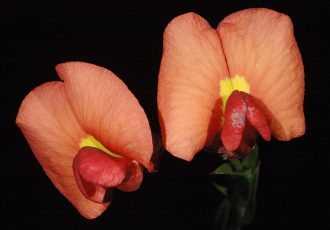 Cjorizema dicksonii Australian native plant