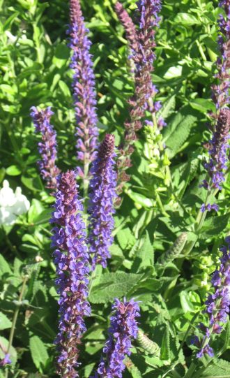 Salvia nemorosa Lubecca perennial plant