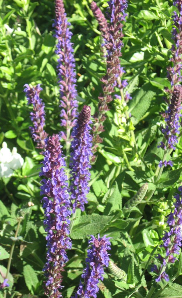 Salvia nemorosa Lubecca perennial plant