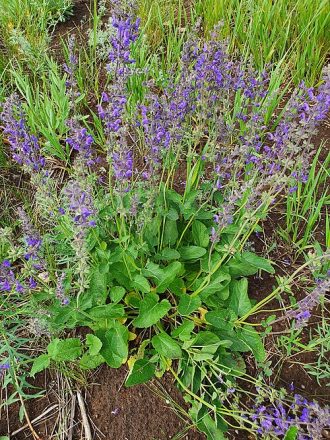 Salvia stepposa perennial plant