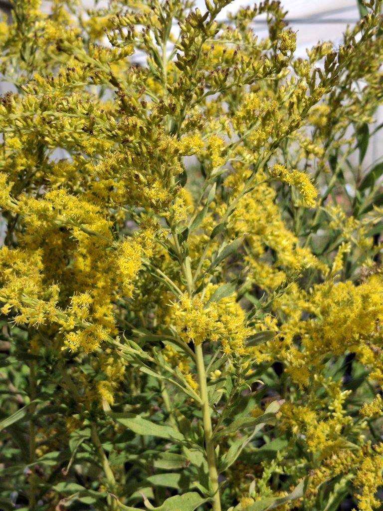 Solidago gigantea perennial plant