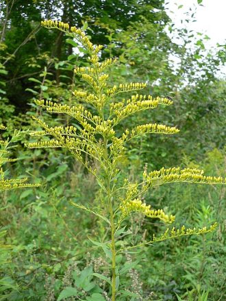 Solidago canadensis perennial plant