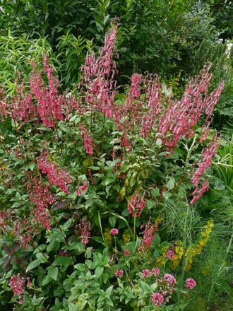 Phygelius x recta wine perennial plant