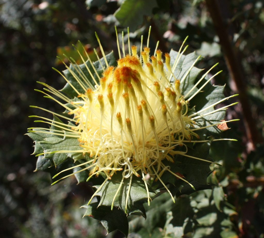 Dryandra praemorsa ssp splendens