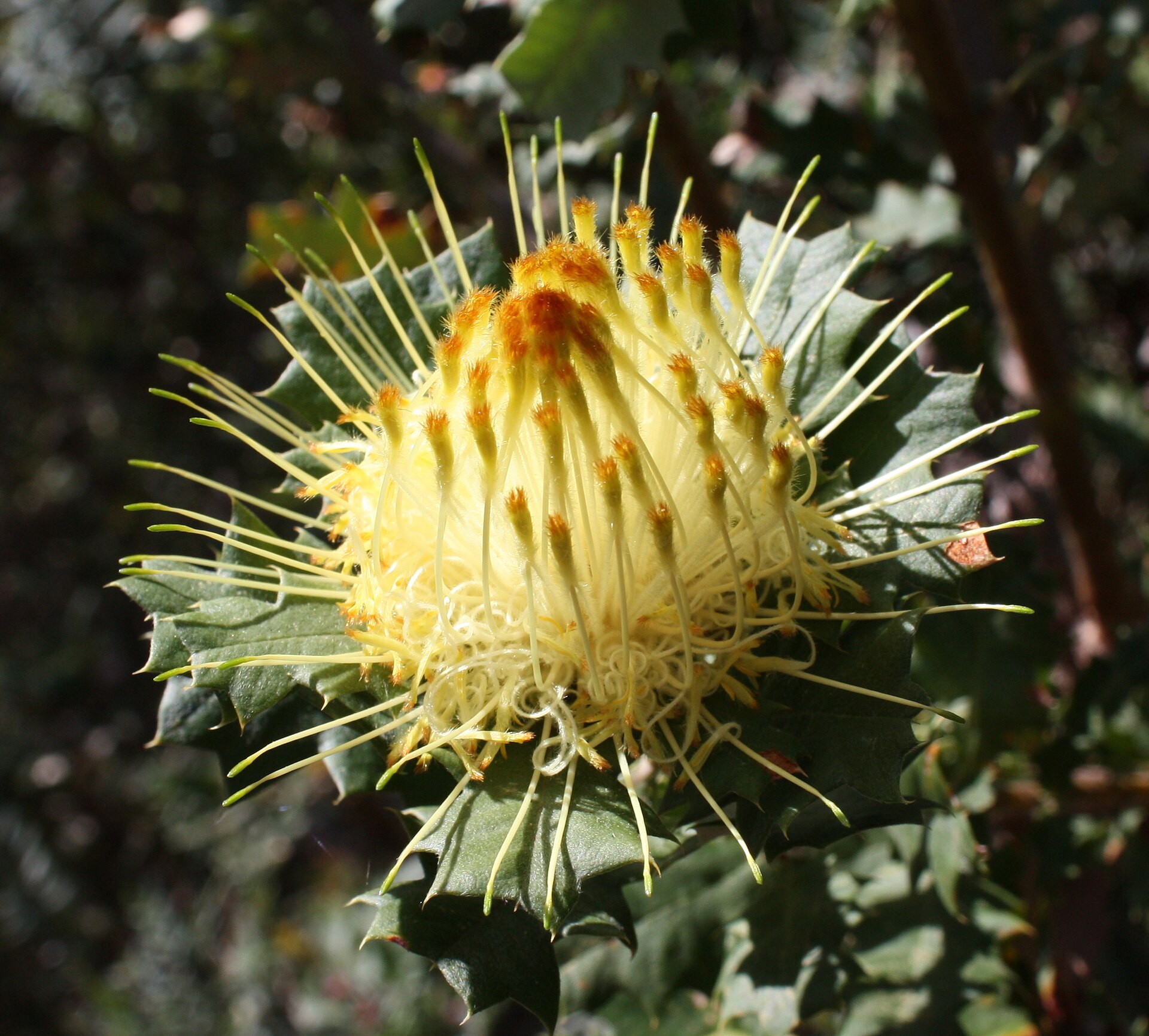Dryandra praemorsa ssp splendens