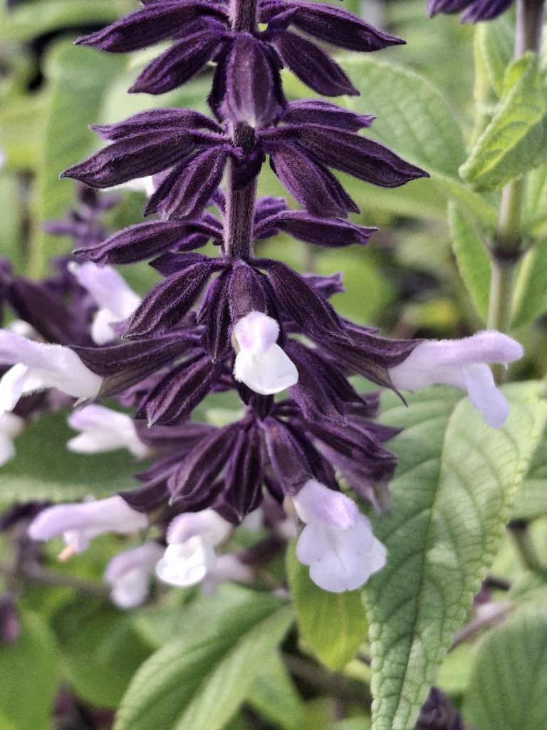Salvia Meigans Magic perennial plant