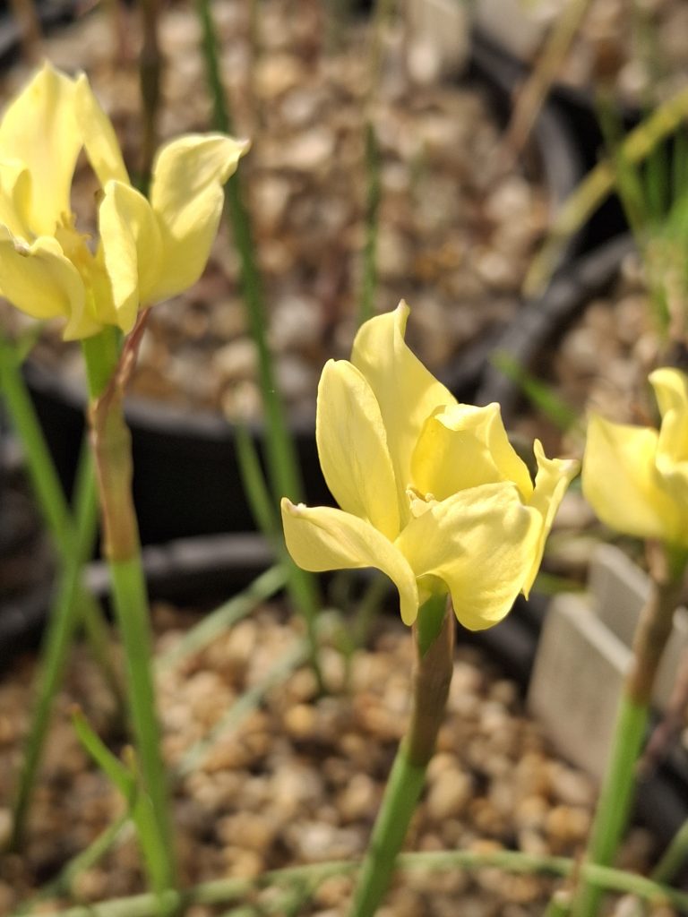 Zephyranthes jonesii