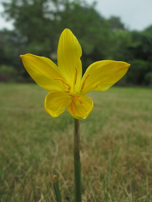 Zephyranthes citrina