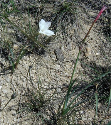 Zephyranthes drummondii