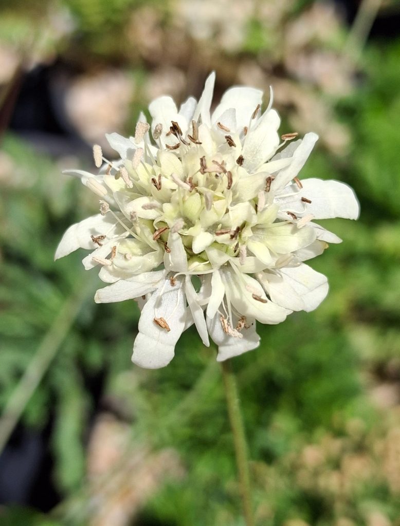 Cephalaria leucantha perennial plant