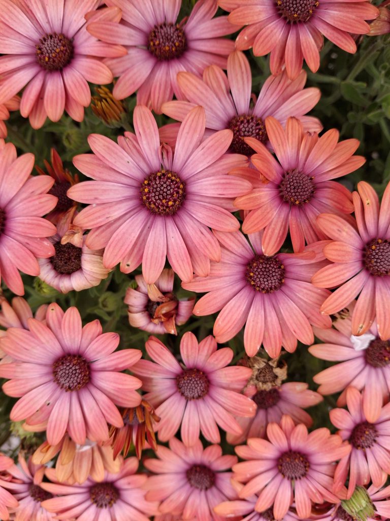 Osteospermum ecklonis apricot perennial plant