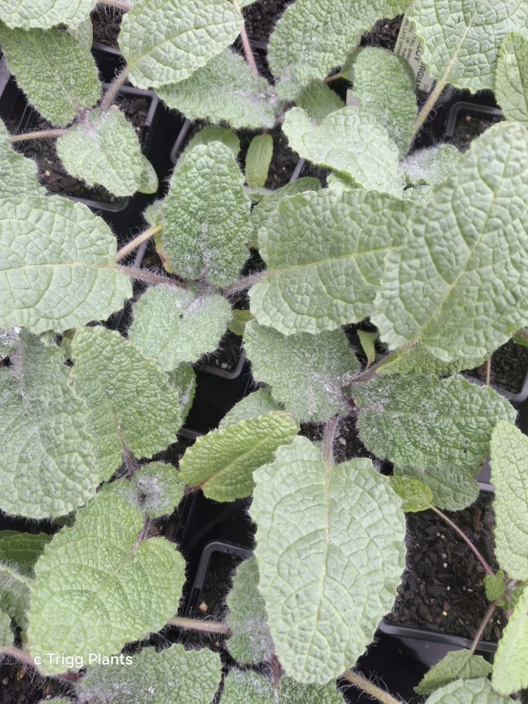 Salvia Shangri-La perennial plant