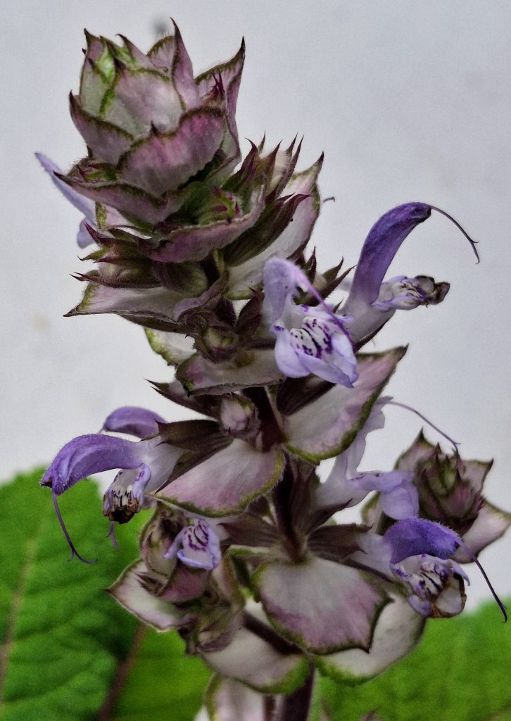 Salvia moorcroftiana perennial plant