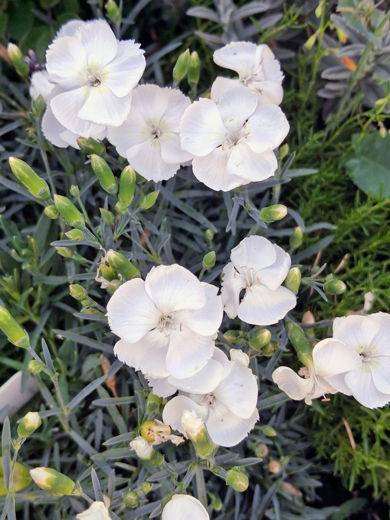 Dianthus alpinus perennial plant