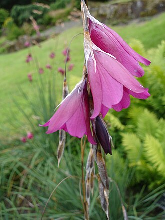 Dierama dracomontamum perennial plant