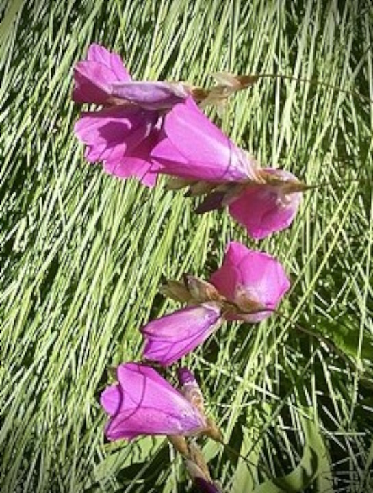 Dierama pulcherrimum dark cerise perennial plant