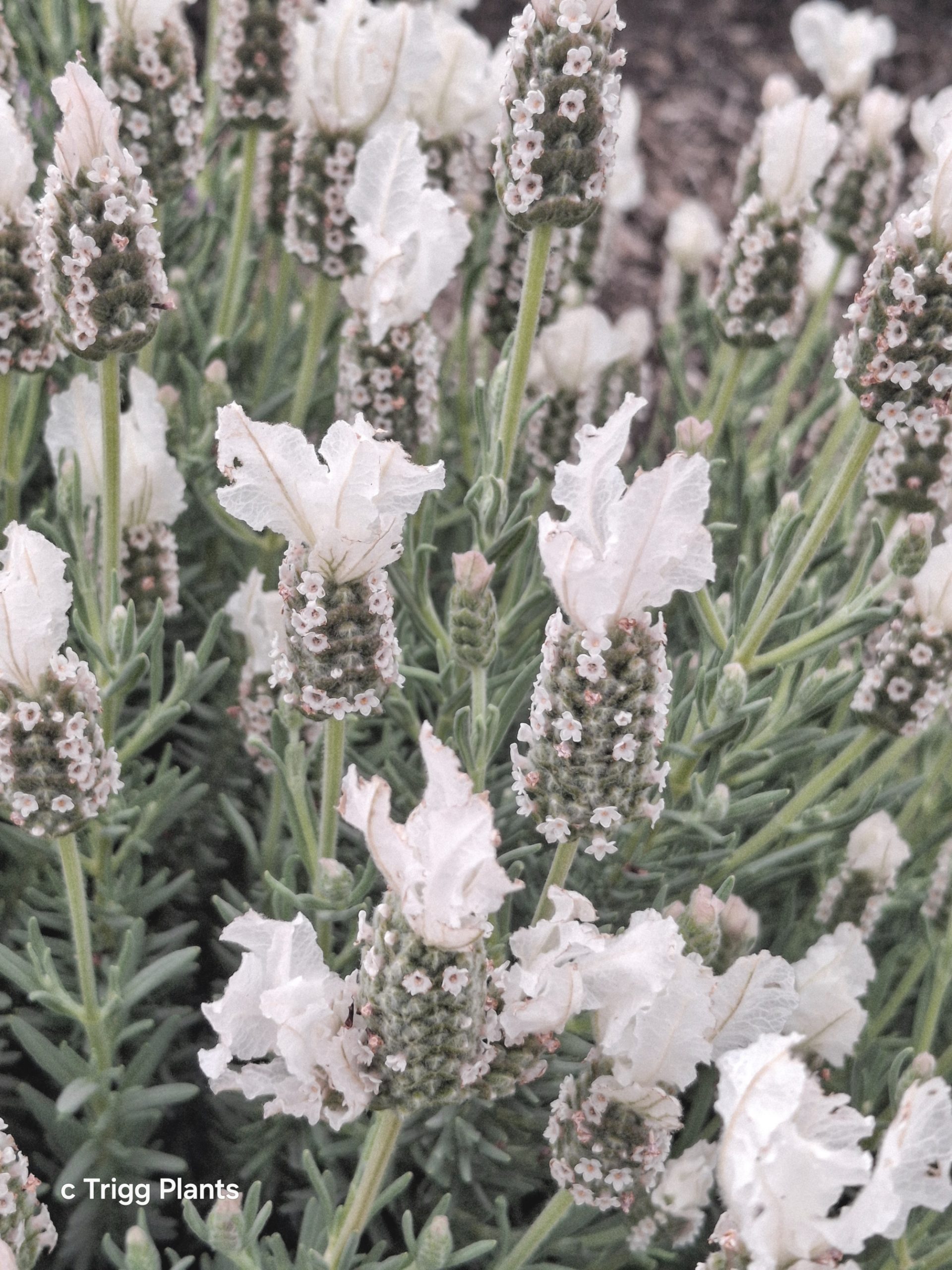 Lavender stoechas white perennial plant