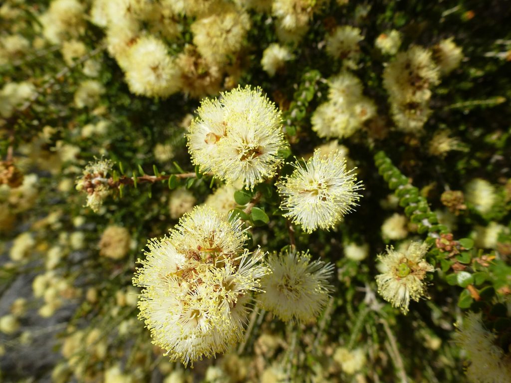 Melaleuca huttensis Australian native plant