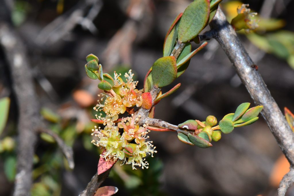 Melaleuca pauciflora Australia native plant