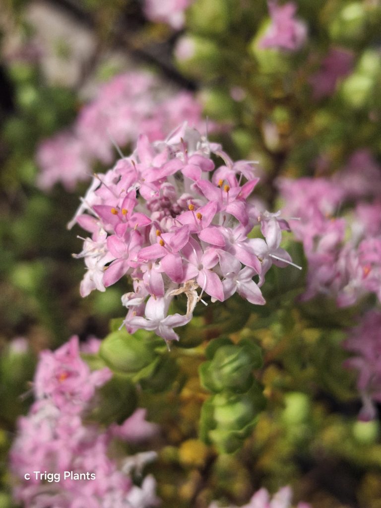 Pimelea ciliata Australian native plant