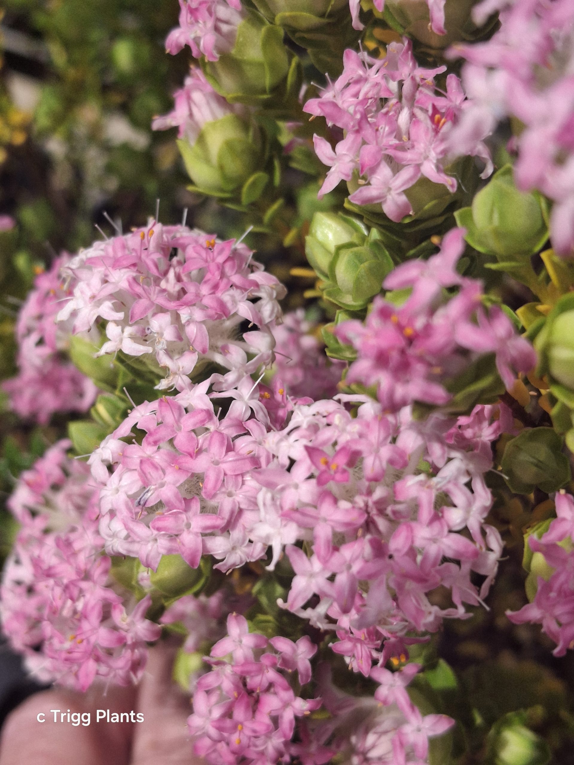 Pimelea ciliata in 50mm Forestry Tube - Image 2