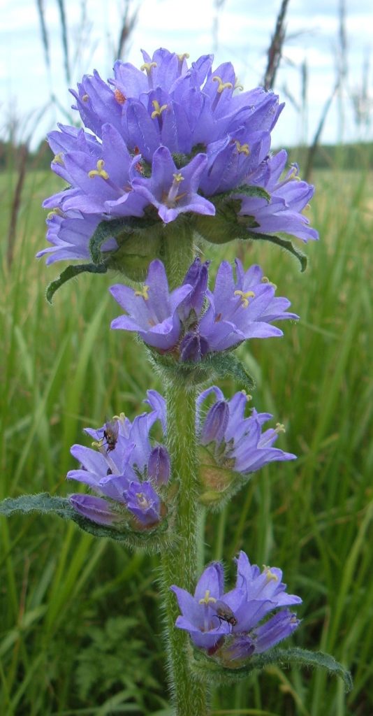 Campanula cervicaria