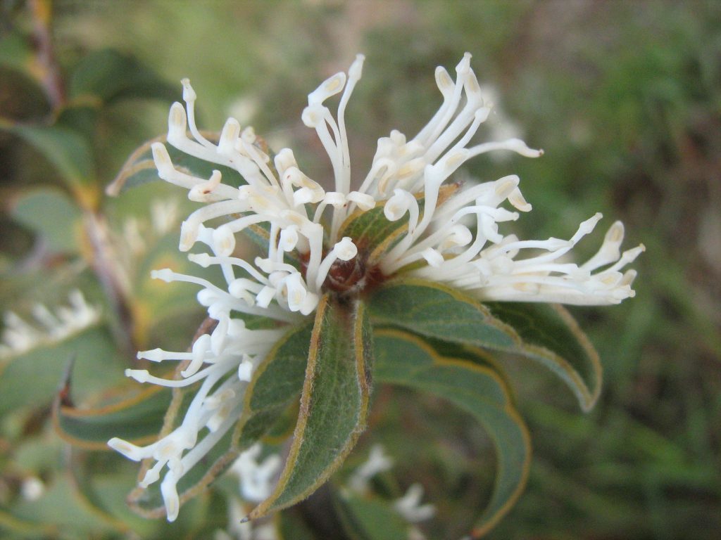 Hakea smilacifolia Australian native plant