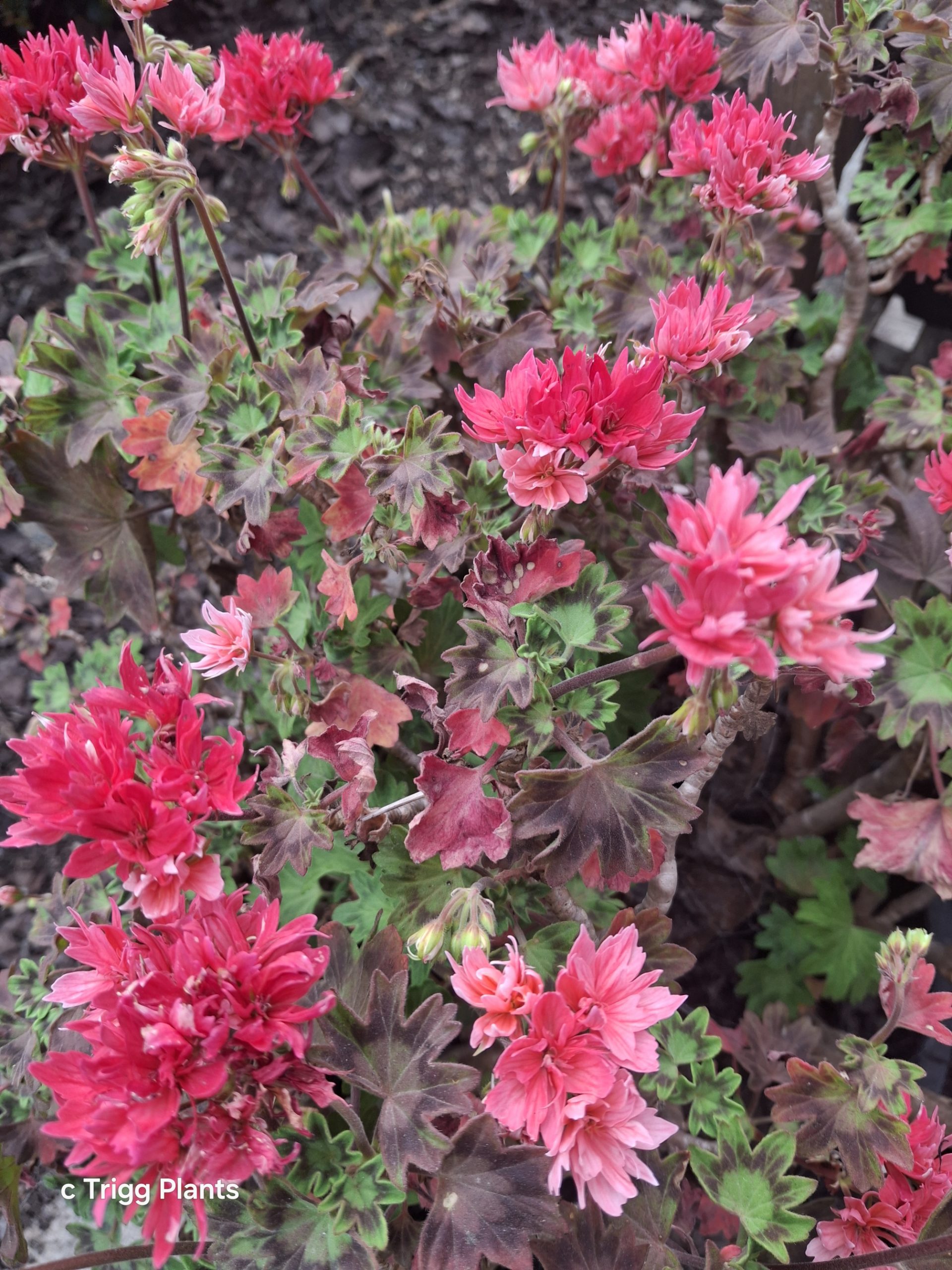 Pelargonium Edwards Finn in 68mm Super Tube - Image 2