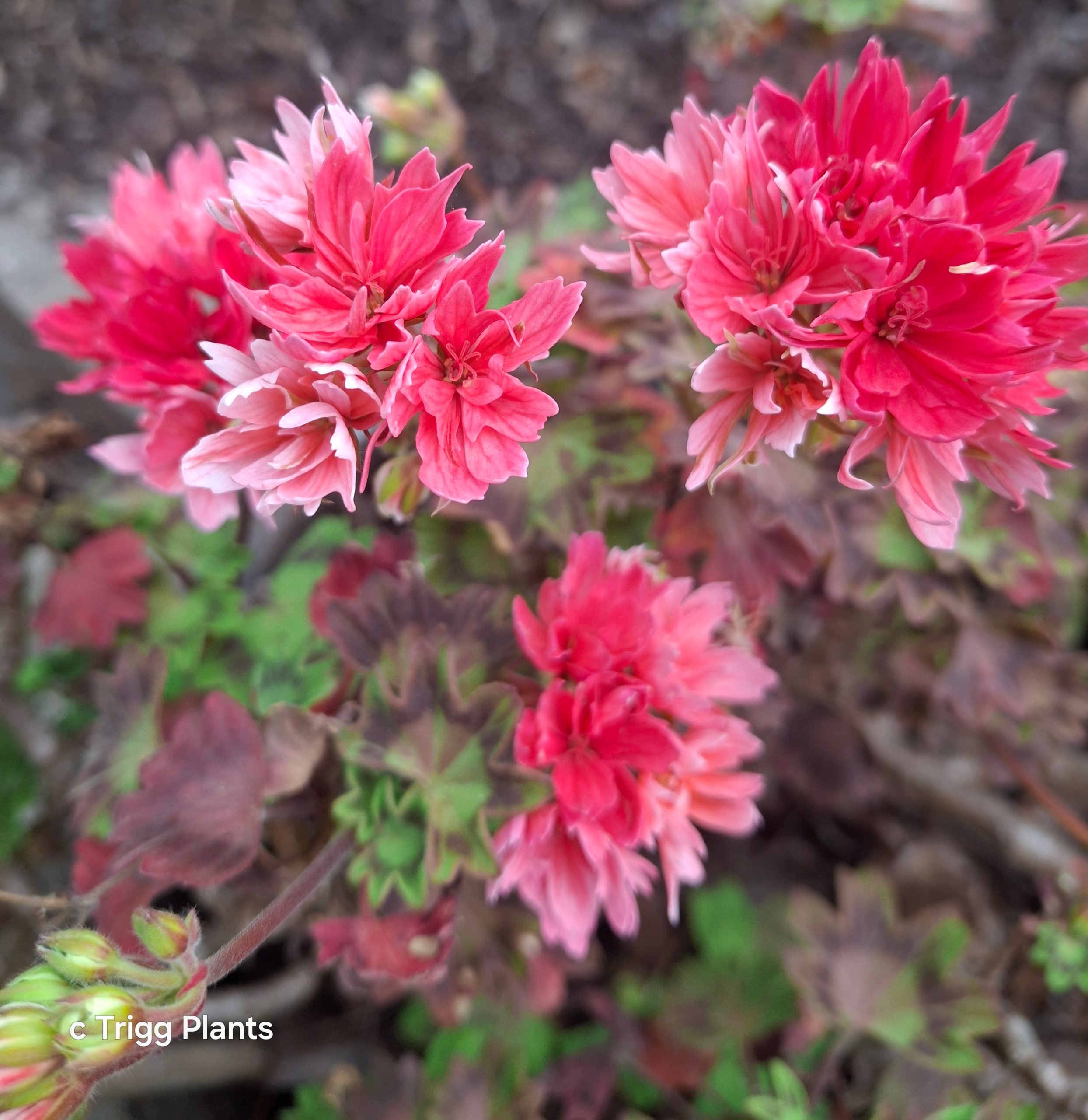 Pelargonium Edwards Finn