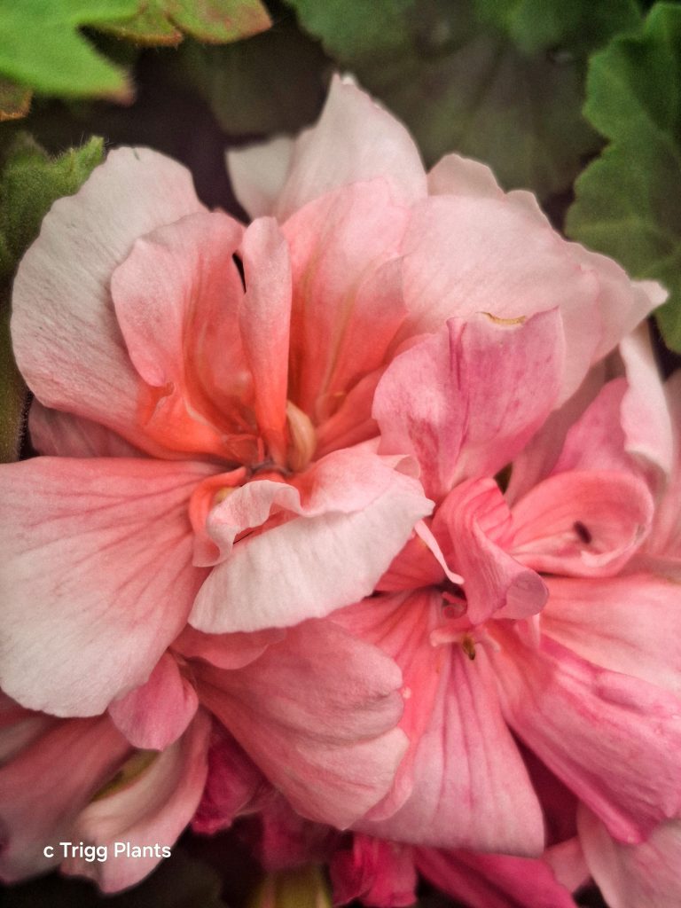 Pelargonium Salmon